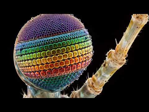 Episode 2 — Mantis Shrimp